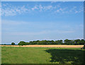 Long Wood across the fields