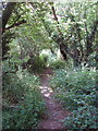 Footpath through belt of woodland, near Hyde Heath