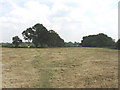 Footpath across mown field, near South Heath