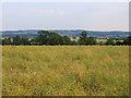 Oilseed rape field, Upper Gravenhurst, Beds