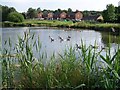 Lake in Hazelslade Local Nature Reserve