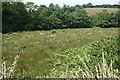 Valley Bottom Marshland