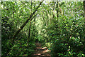 Dunkeswell: Rhododendron Walk