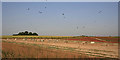 Pig farm and poppy fields in vicinity of Gutteridge Farm, East Winterslow