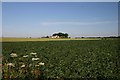 Fields towards Rowney Farm