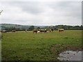 Young cattle near Cotehele