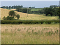 Farmland, Cotehill