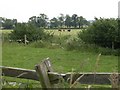 Cattle Grazing