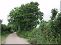 Lane near Pengelly Barton