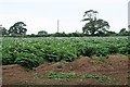 Potato Field