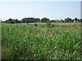 Towards Grove Farm, Horning