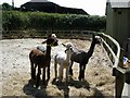 Alpaca at Midgham Farm near Alderholt