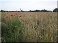 Poppies and barley, Hickling