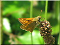 SK6071 : Small Skipper (Thymelicus sylvestris) by Sally Holmes