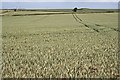 SW9148 : Wheat Prairie by Tony Atkin