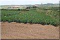 Potato Field