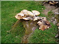 Bracket fungus