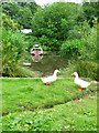 Village duck pond at Moddershall