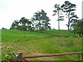 Line of pine trees at Sharpley Heath