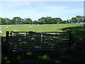 Sheep grazing in a field