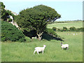 Sheep next  to a rocky outcrop at Clegir Gwynion