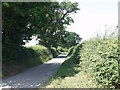 Great Oaks line the lane at Henlle