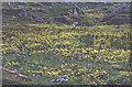 NF7810 : Marsh Marigold (Caltha palustris) by Anne Burgess