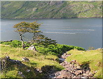 L7963 : Stunted tree by Killary Harbour by Espresso Addict