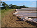 Plastic farming on Round Hill