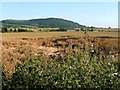 Field Near Thorn Hill