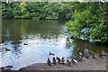 Ducks on eastern shore of Llyn Syberi