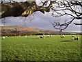 Spring lambs in Pembrokeshire