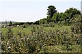 Thistles and Pasture