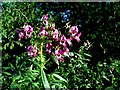 Himalayan Balsam (impatiens glandulifera)