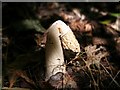 SO7740 : Drooping Stinkhorn in Mayalls Coppice by Bob Embleton