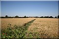 Footpath to Upton