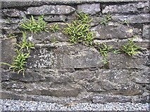 S5740 : Ferns on the cloister wall, Jerpoint Abbey, Thomastown, Co. Kilkenny by Humphrey Bolton