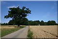 Track to Great Lodge Farm