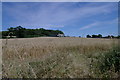 Cornfield Arncott Wood Road