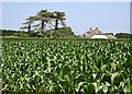 Maize and an Isolated House