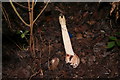 SO7740 : Stinkhorn "Egg" hatches in Mayalls Coppice by Bob Embleton