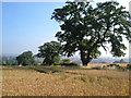 Wheatfields beside Higher Lane, Burton