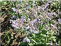 Borago officinalis (Borage)