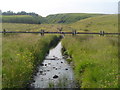 Stream and Glen, Upper Coll