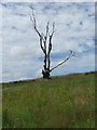 NJ6833 : Dead tree beneath Black Cairn by Alison Mack