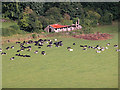 Chepstow - Cows in Meadow at Castleford