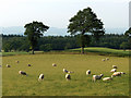 NN8613 : Sheep, between Braco and Muthill by Andrew Smith