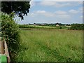 Weedy field