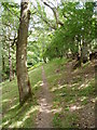 Footpath through the woods.