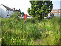 Ickenham Village Pond